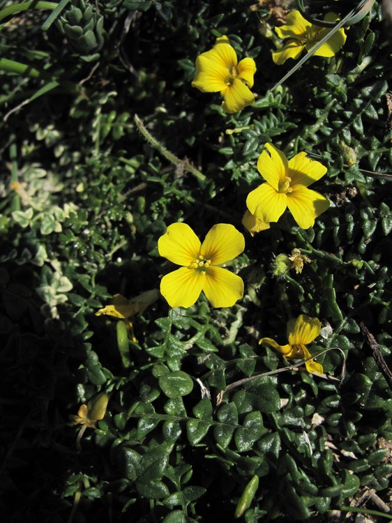 Morisia monanthos